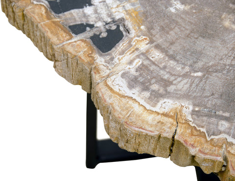 Petrified Wood Coffee Table