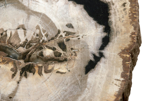 Petrified Wood Coffee Table